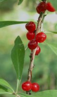 Daphne mezereum (wawrzynek wilczełyko)