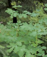 Thalictrum aquilegiifolium