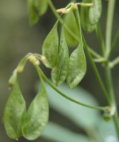 Thalictrum aquilegiifolium