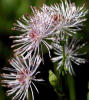 Thalictrum aquilegiifolium