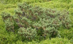 Juniperus communis ssp. alpina (jałowiec pospolity halny)