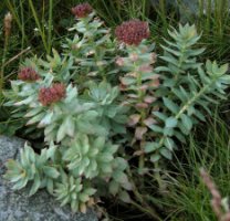 Rhodiola rosea