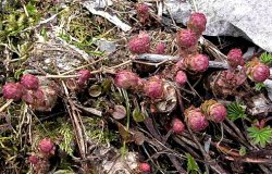 Rhodiola rosea