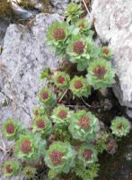 Rhodiola rosea