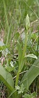 Platanthera bifolia (podkolan biały)