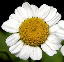 Tanacetum parthenium