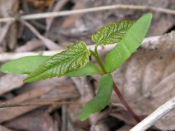 Acer pseudoplatanus