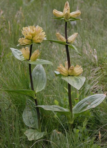 Gentiana punctata p 5 