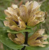 Gentiana punctata p 5 