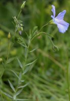 Linum perenne ssp. extraaxillare