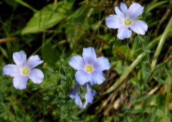 Linum extraaxillare