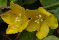 Lysimachia nummularia