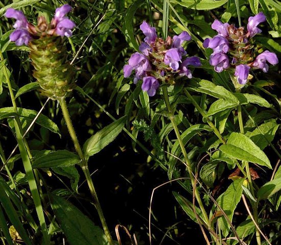 Prunella grandiflora