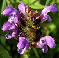 Prunella grandiflora