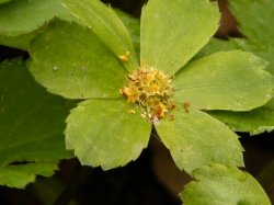 Hacquetia epipactis