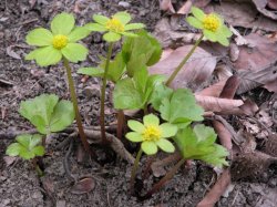 Hacquetia epipactis