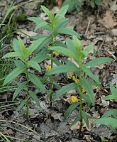 Lysimachia thyrsiflora