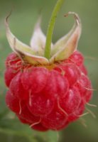 Rubus idaeus