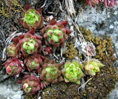 Jovibarba hirta ssp. glabrescens