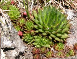 Jovibarba hirta ssp. glabrescens