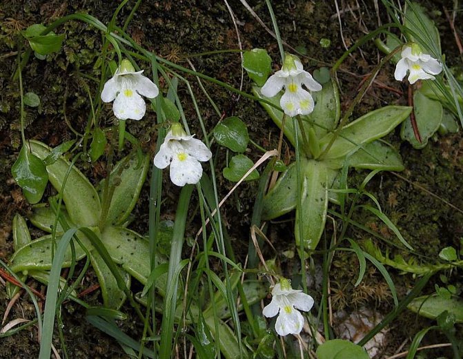 Piguicula alpina