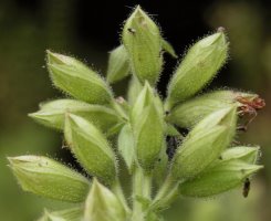 Salvia glutinosa