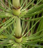 Equisetum telmateia