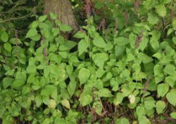 Stachys sylvatica