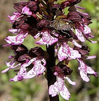 Orchis purpurea