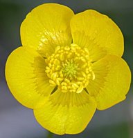 Ranunculus acris