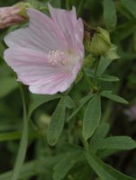 Malva alcea