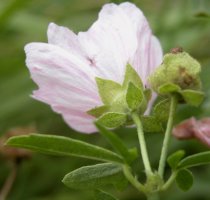 Malva alcea