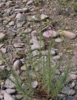 Epilobium dodonaei