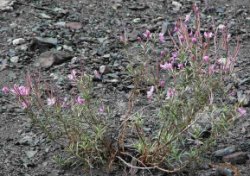 Epilobium dodonaei