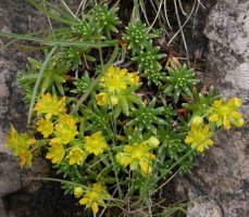 Saxifraga aizoides