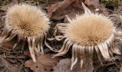 Carlina acaulis