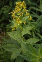 Solidago alpestris