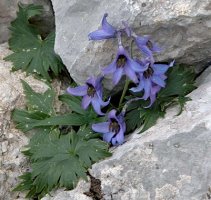 Delphinium oxysepalum (ostróżka tatrzańska)