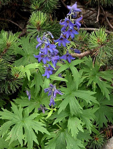 Delphinium oxysepalum (ostróżka tatrzańska)