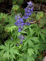 Delphinium oxysepalum (ostróżka tatrzańska)