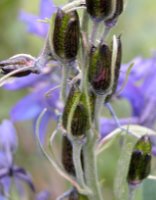 Delphinium oxysepalum (ostróżka tatrzańska)