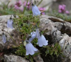 Campanula cochlearifolia