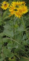 Senecio subalpinus