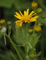 Senecio subalpinus