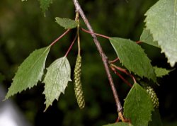 Betula xoycoviensis