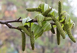 Pterocarya fraxinifolia 