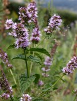 Mentha xpiperata t ogród