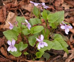 Viola reichenbachiana