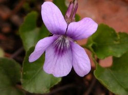 Viola reichenbachiana