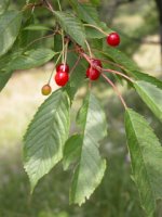 Cerasus avium (wiśnia ptasia)